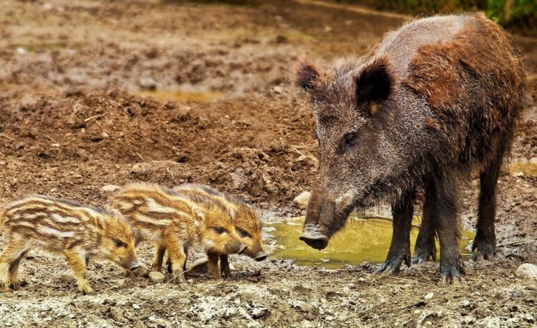 El Govern organiza la captura de posibles jabalíes con peste porcina en Collserola, Barcelona