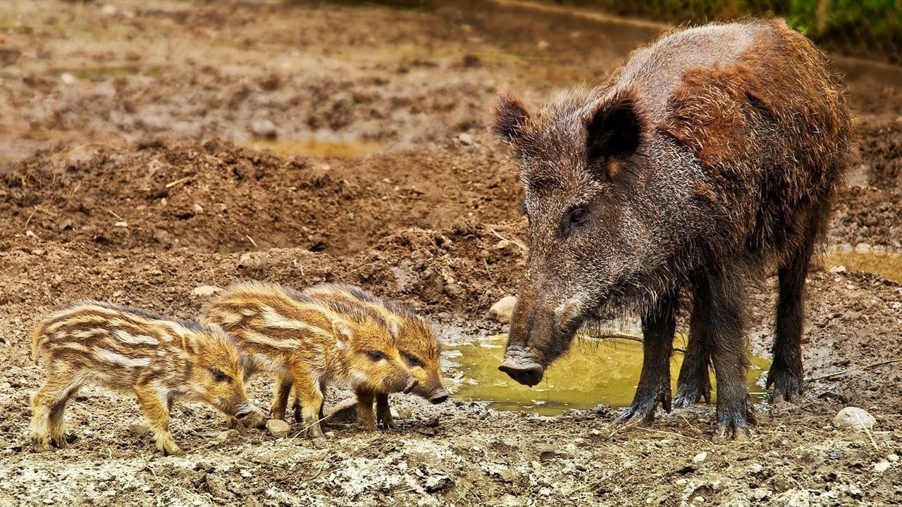 El Govern organiza la captura de posibles jabalíes con peste porcina en Collserola, Barcelona