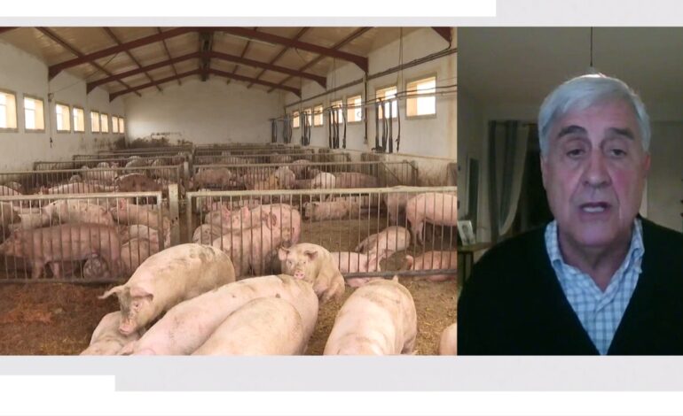 El problema es que no hay vacunas