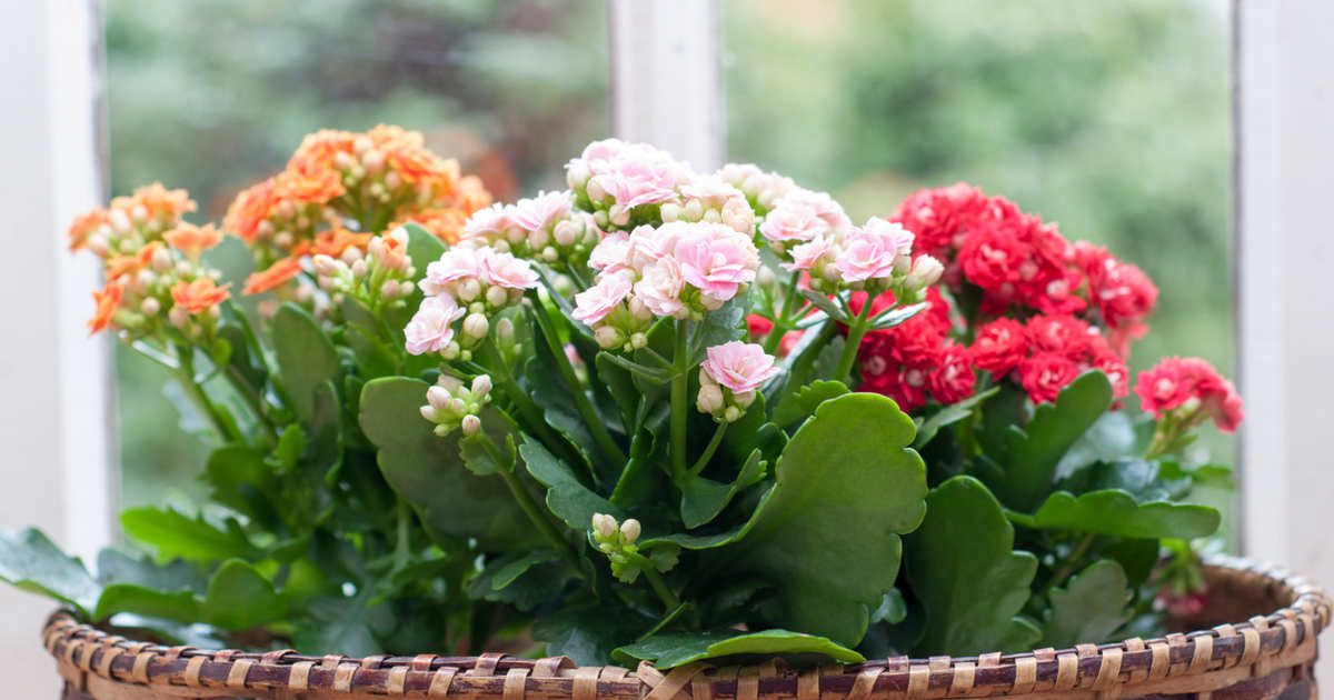 Las flores de diciembre más bonitas para llenar la casa de alegría cuando llega el invierno