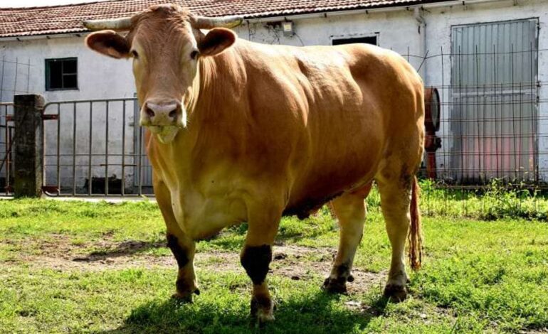 el buey gallego sorprende en cecina, sobrasada y hasta helado