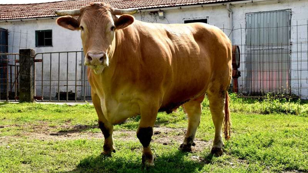 el buey gallego sorprende en cecina, sobrasada y hasta helado