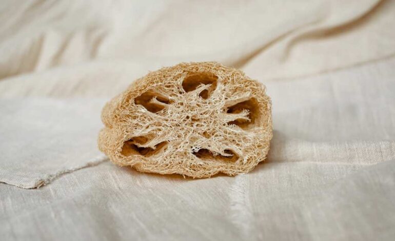 Cuando a los frutos se les pone la piel marrón, ya puedes cosecharlos para usarlos como esponja