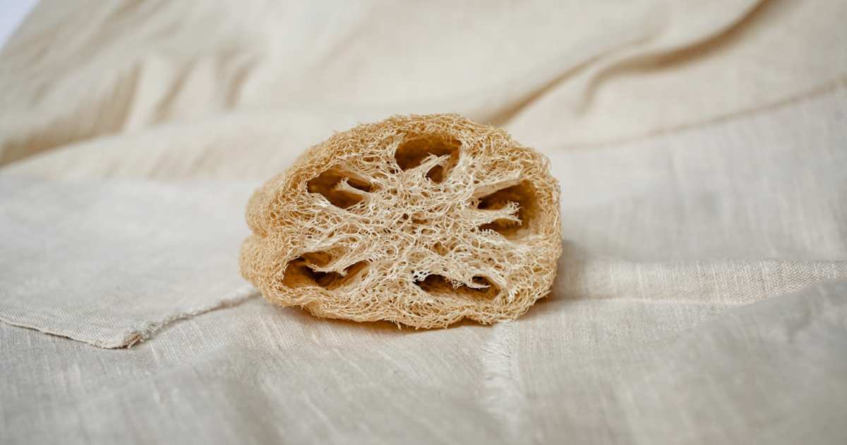 Cuando a los frutos se les pone la piel marrón, ya puedes cosecharlos para usarlos como esponja