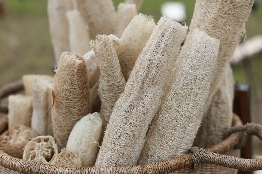 Lufas, esponjas vegetales naturales