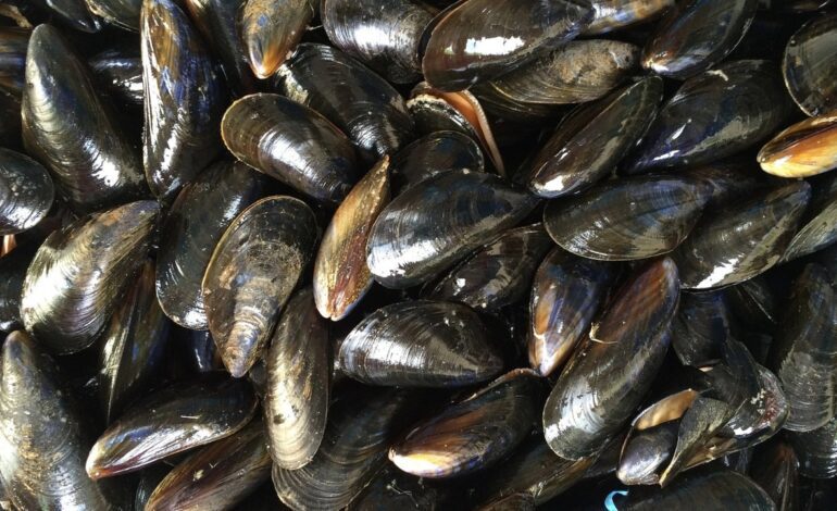 La producción de mejillón en Galicia, paralizada a las puertas de la Navidad