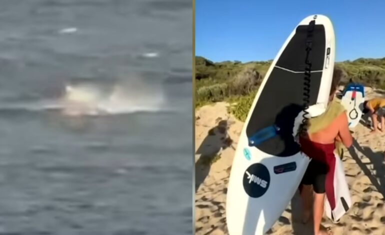 Una cámara graba el momento exacto en que un tiburón blanco muerde la tabla de un surfista en Australia