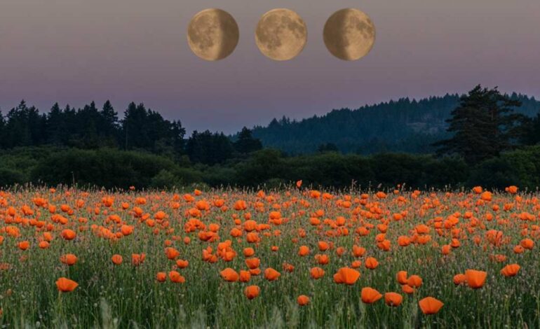 Al limpiar presta atención a los rincones olvidados o difíciles de acceder. Aparta el sofá, revisa debajo de los muebles y levanta las alfombras