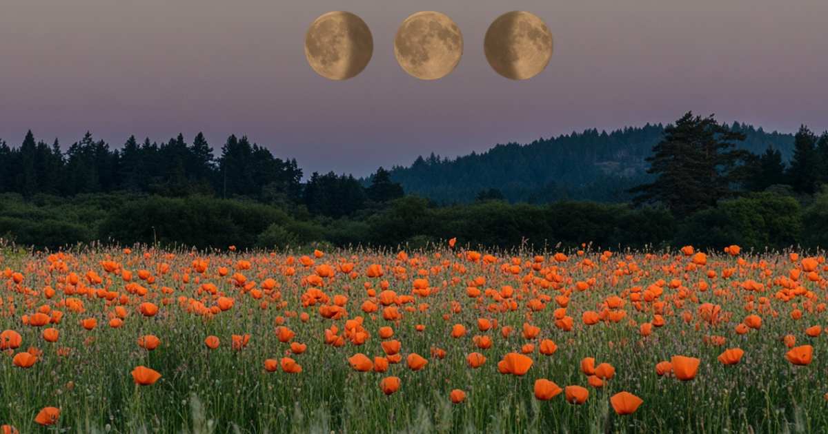 La prioridad en casa está en crear armonía, equilibrio y belleza. Introduce nuevos elementos que rompan con la estética anterior