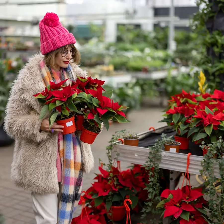 Femme achetant des poinsettias