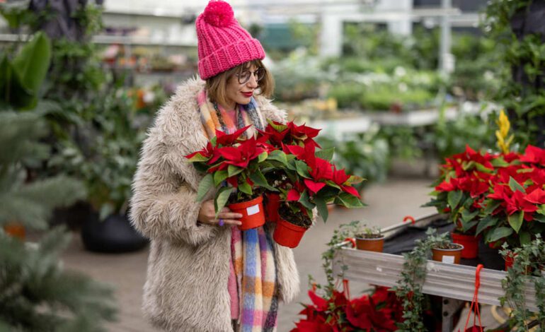 Este es el mejor momento para comprar la flor de Pascua y que te dure toda la Navidad, según los expertos