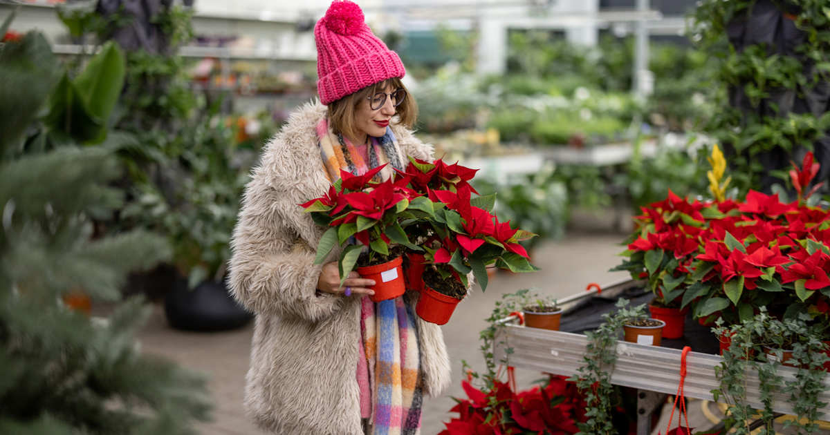 Este es el mejor momento para comprar la flor de Pascua y que te dure toda la Navidad, según los expertos