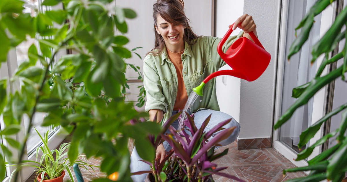 Cómo regar con agua destilada y por qué no siempre es buena idea