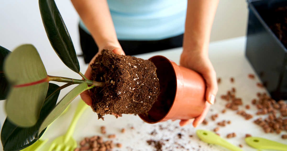 “Al trasplantar, si el sustrato está en mal estado, lo mejor es limpiar las raíces”