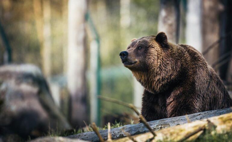 Once heridos, incluidos varios niños, por el ataque de un oso durante una excursión escolar