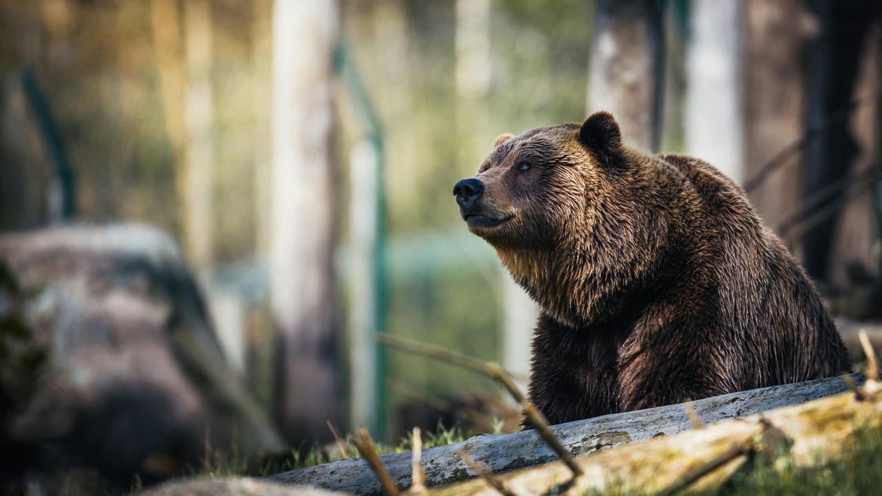 Once heridos, incluidos varios niños, por el ataque de un oso durante una excursión escolar