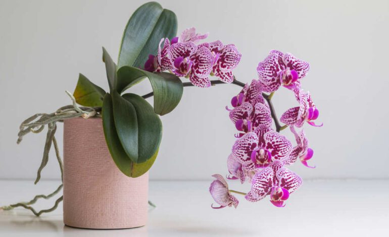 “Cuando compras una orquídea, nadie te dice que tienes que quitar las varillas”