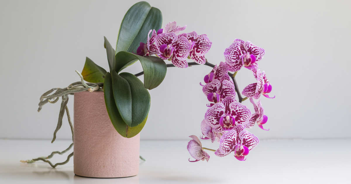 “Cuando compras una orquídea, nadie te dice que tienes que quitar las varillas”