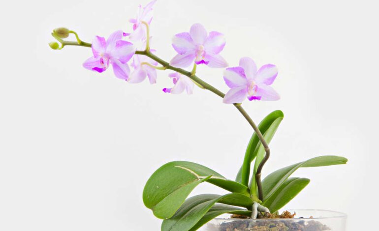 “Cuando entendí cómo es su ciclo de crecimiento, por fin dejé de matarlas»