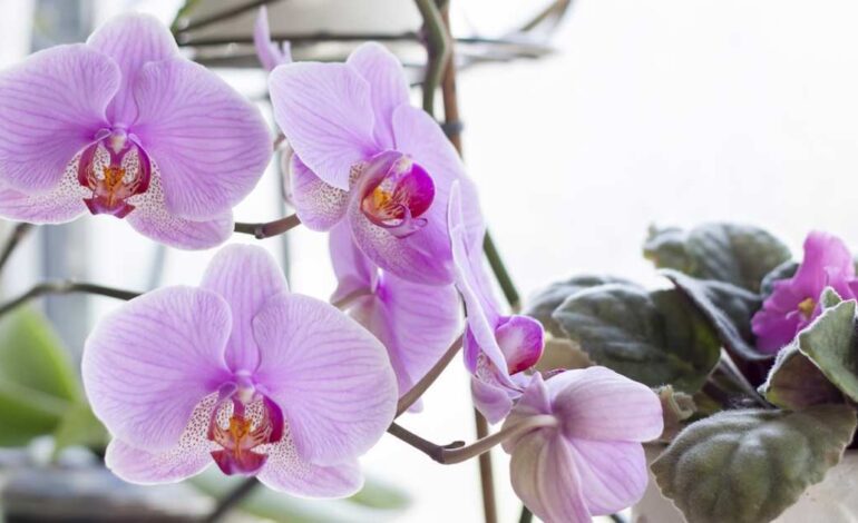 “Hasta que las raíces no están bien plateadas, no las riego”