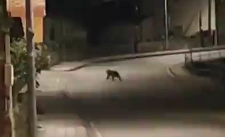 Un osezno corretea por las calles de Toreno del Bierzo, en León