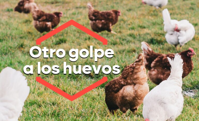 La gripe aviar pone en jaque a las gallinas y amenaza con una nueva subida del precio de los huevos