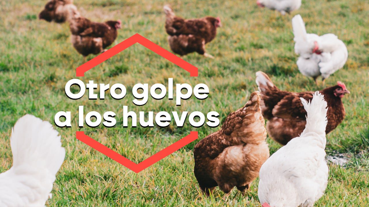 La gripe aviar pone en jaque a las gallinas y amenaza con una nueva subida del precio de los huevos