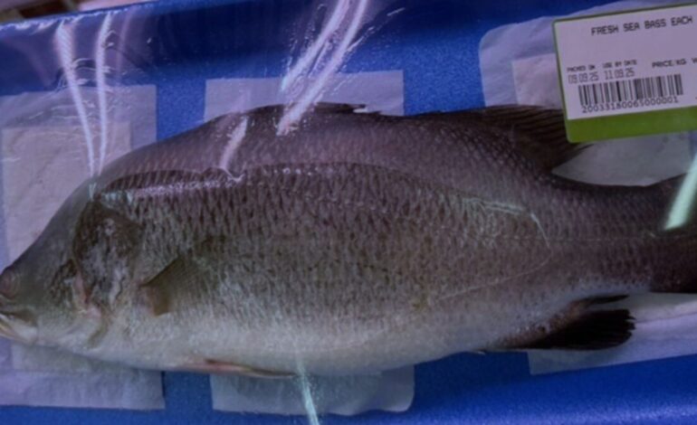 Los pescadores alertan del fraude de la lubina falsa: puede ser perca asiática