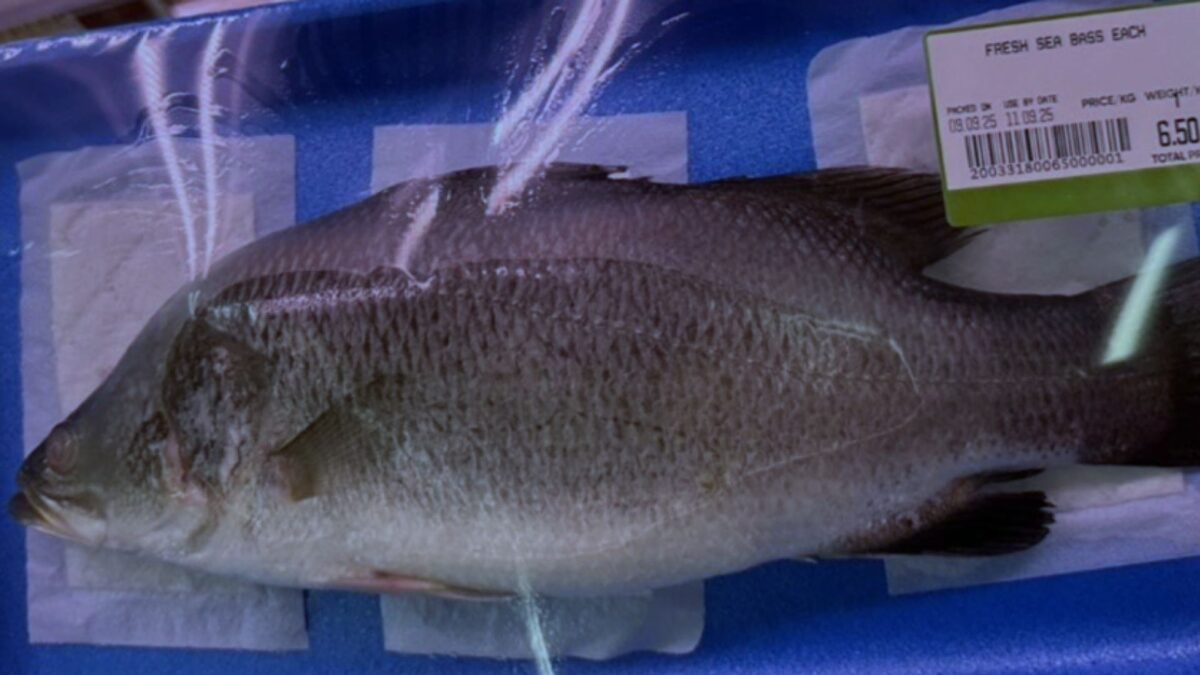 Los pescadores alertan del fraude de la lubina falsa: puede ser perca asiática