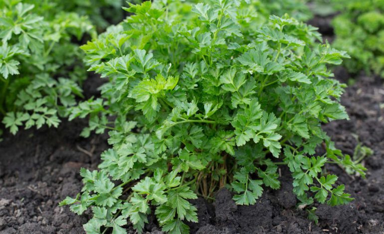 Si quieres que tu perejil dure más tiempo, tienes que ir cortando las varas florales