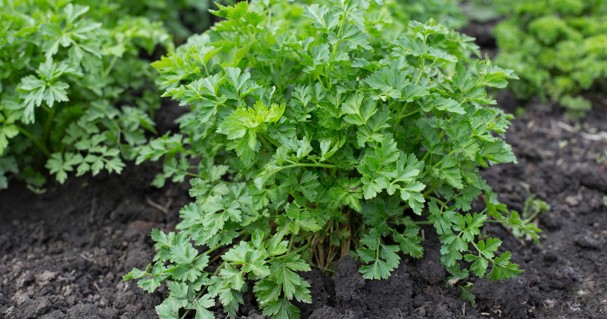Si quieres que tu perejil dure más tiempo, tienes que ir cortando las varas florales