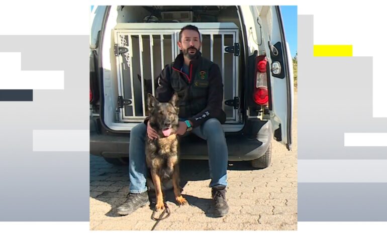 Un perro policía de la Guardia Civil detecta nueve millones y medio de efectivo en seis años