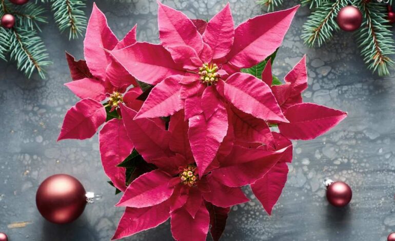 Así es la princettia, la bonita y resistente alternativa a la flor de Pascua que triunfa por Navidad