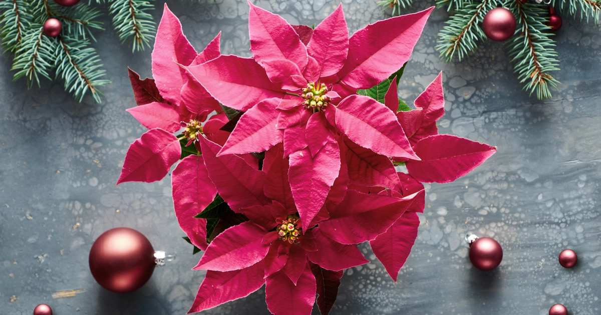 Así es la princettia, la bonita y resistente alternativa a la flor de Pascua que triunfa por Navidad