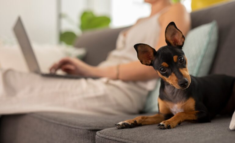 esto es lo que tu comunidad de vecinos puede (y no puede) hacer con tu mascota