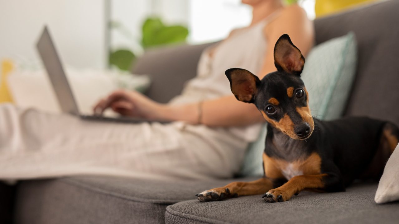 esto es lo que tu comunidad de vecinos puede (y no puede) hacer con tu mascota