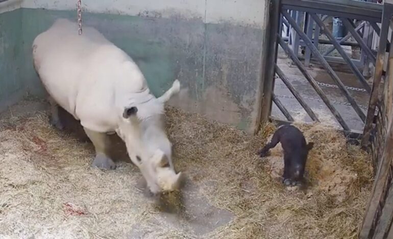 Narran en directo el nacimiento de un bebé rinoceronte