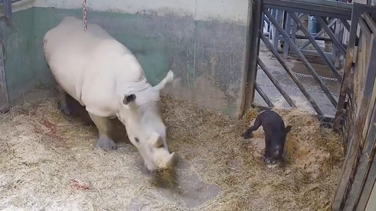 Narran en directo el nacimiento de un bebé rinoceronte