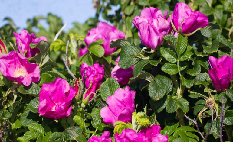 alegra el jardín, pero no la puedes plantar en cualquier sitio (o te dará problemas)