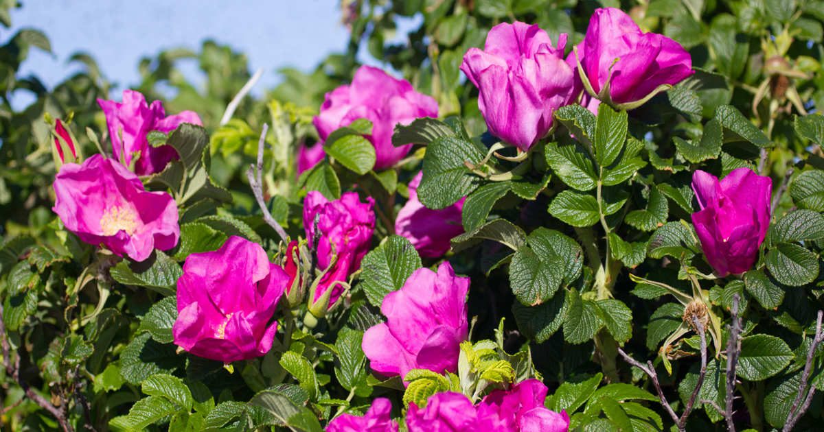 alegra el jardín, pero no la puedes plantar en cualquier sitio (o te dará problemas)