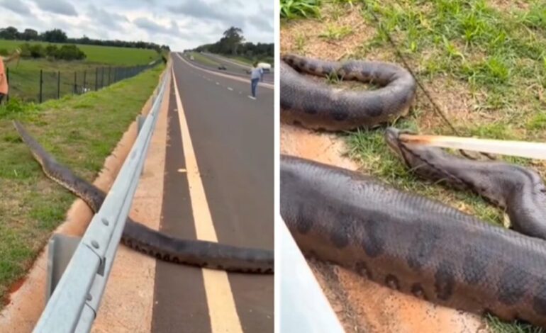 Se cruza una anaconda de más de cinco metros en una carretera de Brasil, pero nadie da crédito a lo que hacen los conductores con el animal