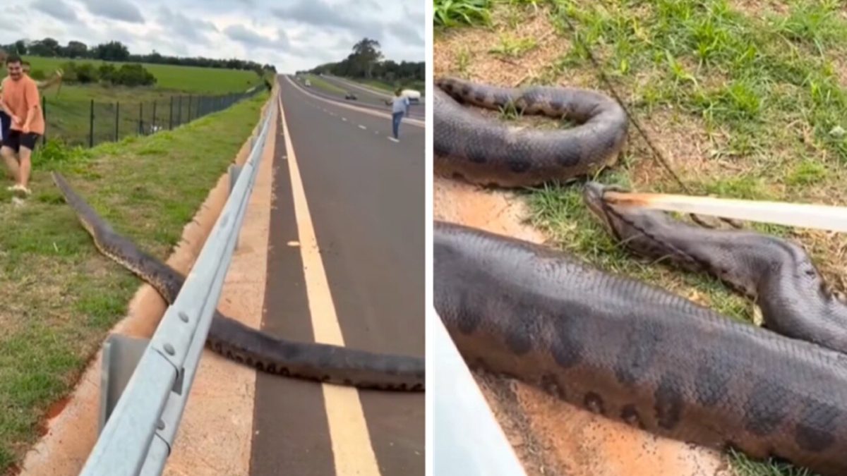 Se cruza una anaconda de más de cinco metros en una carretera de Brasil, pero nadie da crédito a lo que hacen los conductores con el animal