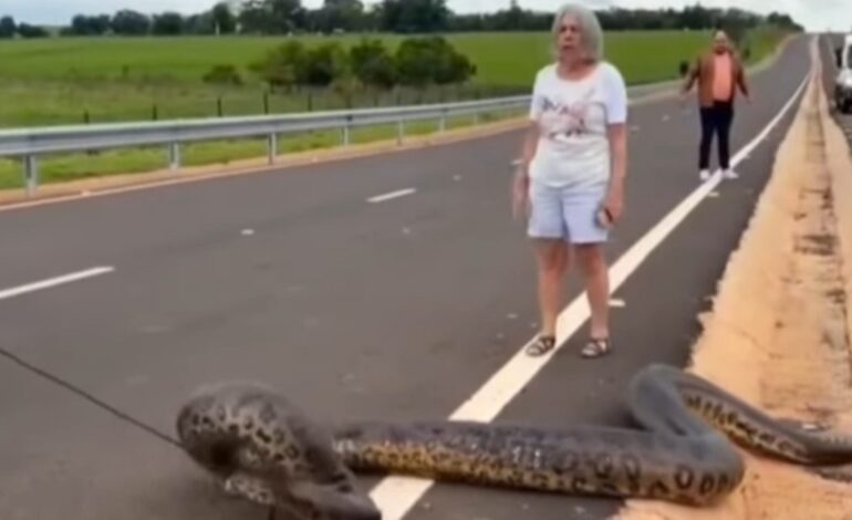 esta anaconda de más de cinco metros de largo bloquea el paso, pero lo alucinante es lo que hacen los conductores