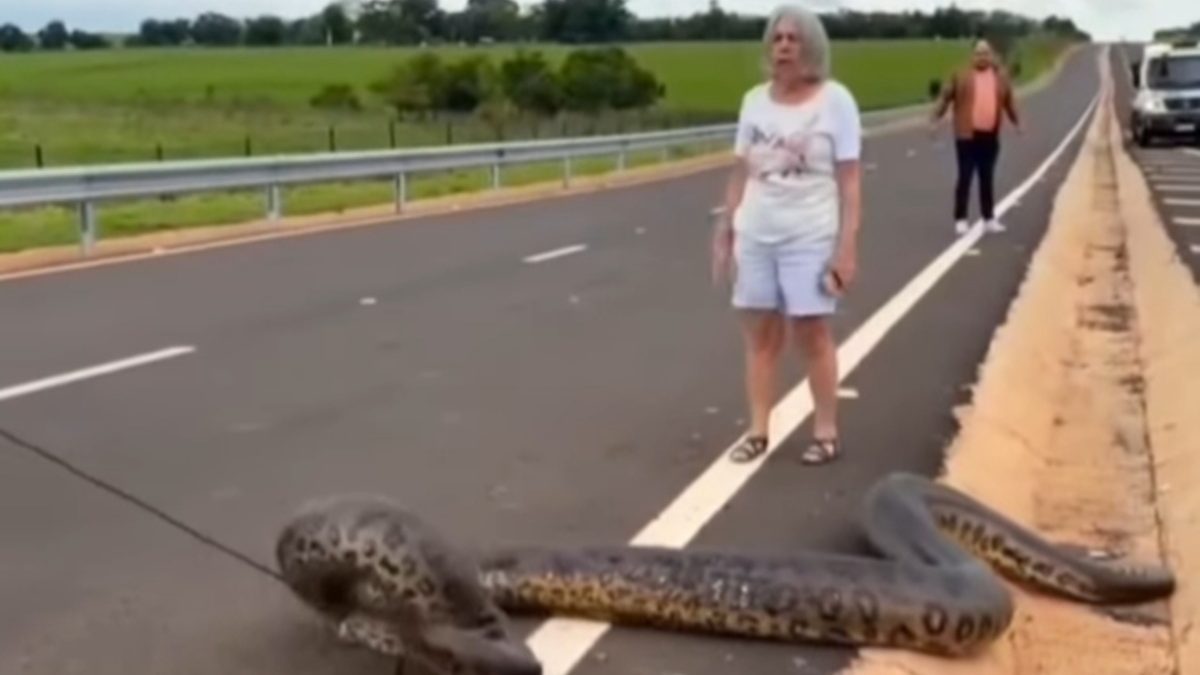 esta anaconda de más de cinco metros de largo bloquea el paso, pero lo alucinante es lo que hacen los conductores