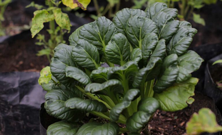 “Las verduras orientales son mi cultivo favorito para el huerto urbano de otoño, porque son compactas y no se encuentran tanto en los supermercados”