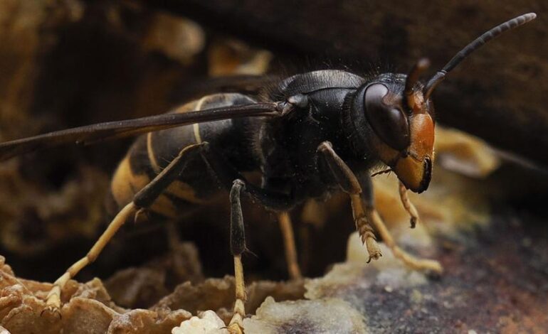 Los alergólogos advierten de que las muertes por picaduras de avispas velutinas se deben a la gran cantidad de veneno que inoculan en sus ataques