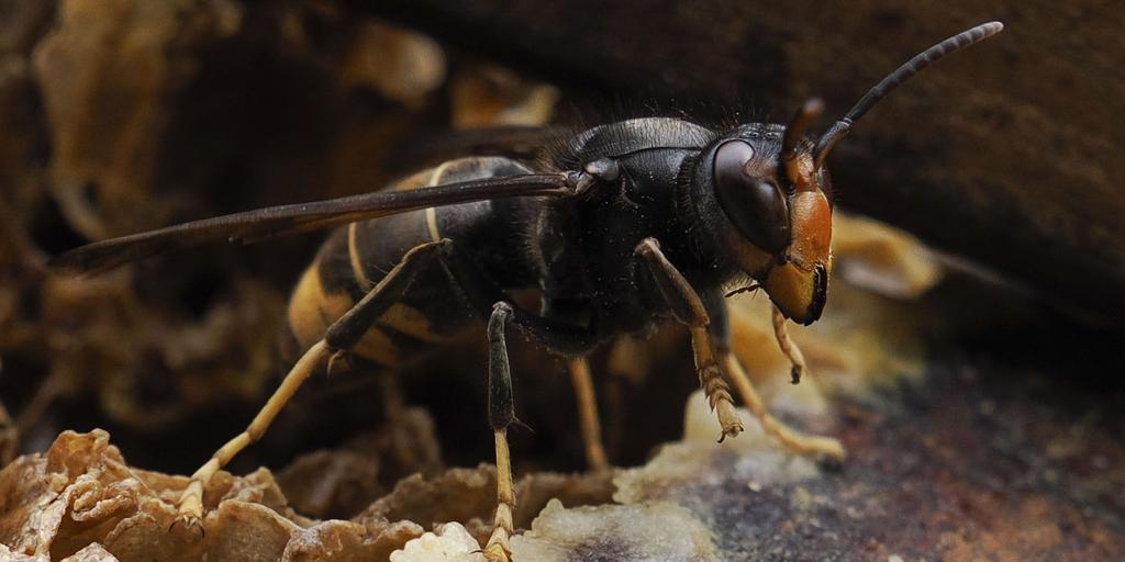 Los alergólogos advierten de que las muertes por picaduras de avispas velutinas se deben a la gran cantidad de veneno que inoculan en sus ataques