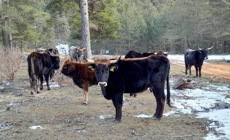 ANIMAL TAURO EN ESPAÑA | El tauro, sucesor de la prehistórica vaca salvaje, renace en la Sierra de Albarracín
