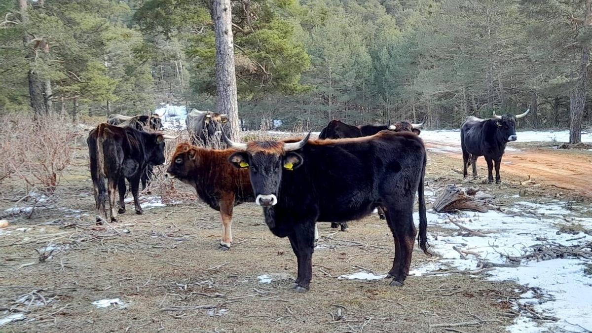 ANIMAL TAURO EN ESPAÑA | El tauro, sucesor de la prehistórica vaca salvaje, renace en la Sierra de Albarracín