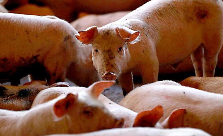 BROTE DE PESTE PORCINA AFRICANA